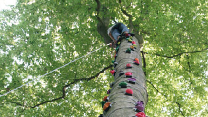 Escalad'arbre : escalade dans les arbres