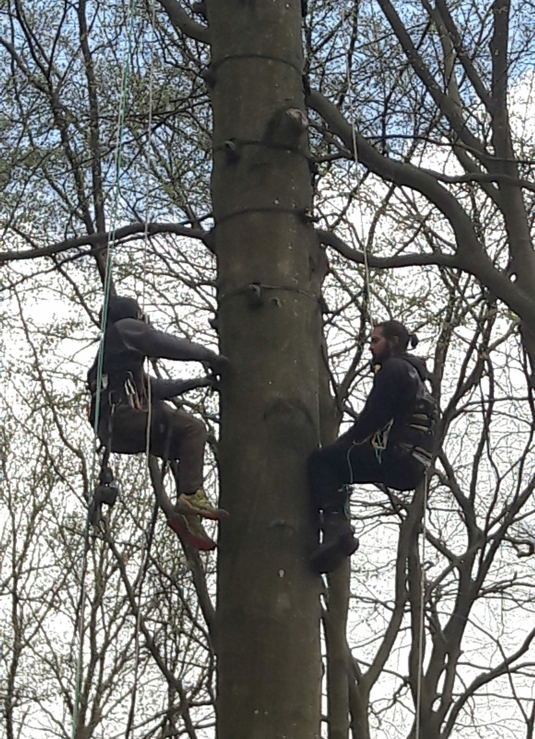 deux hommes dans un arbre