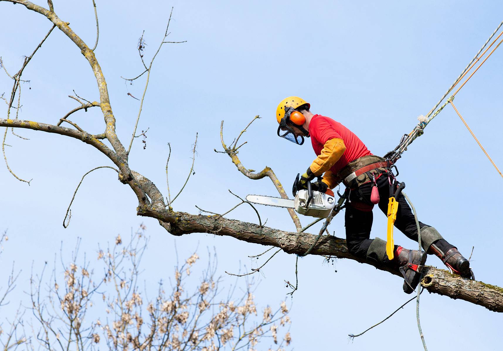 L'hiver c'est l'occasion de faire de l'élagage des bois morts mais aussi l'entretien dans les parcours